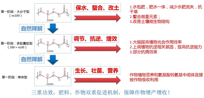 聚谷氨酸2.jpg