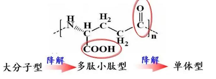 聚谷氨酸3.jpg